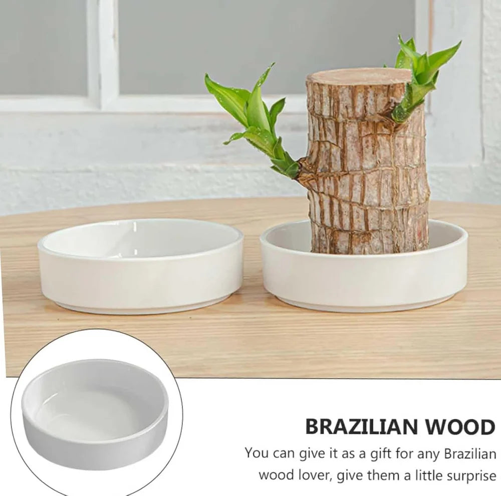 Lucky Brazil Wood Potted Plant