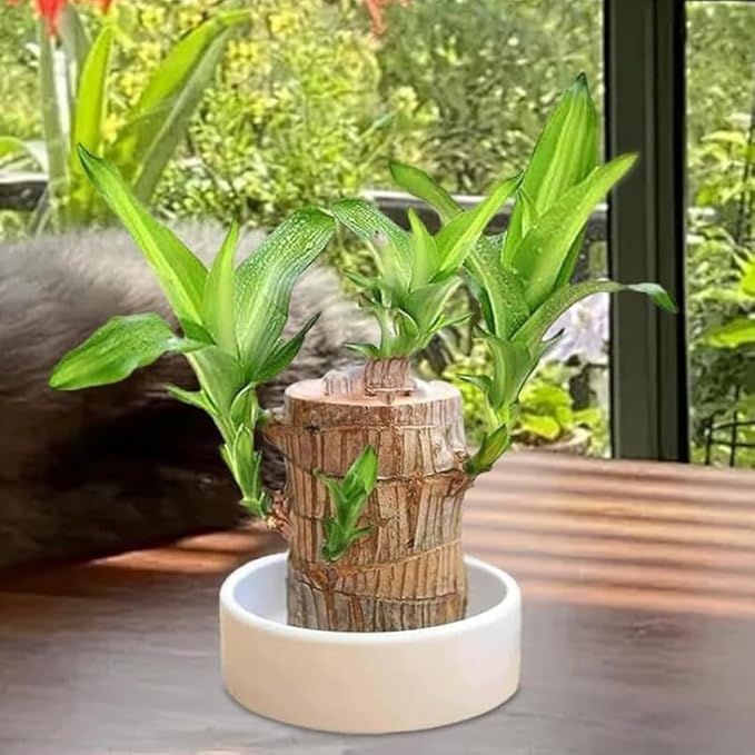 Lucky Brazil Wood Potted Plant